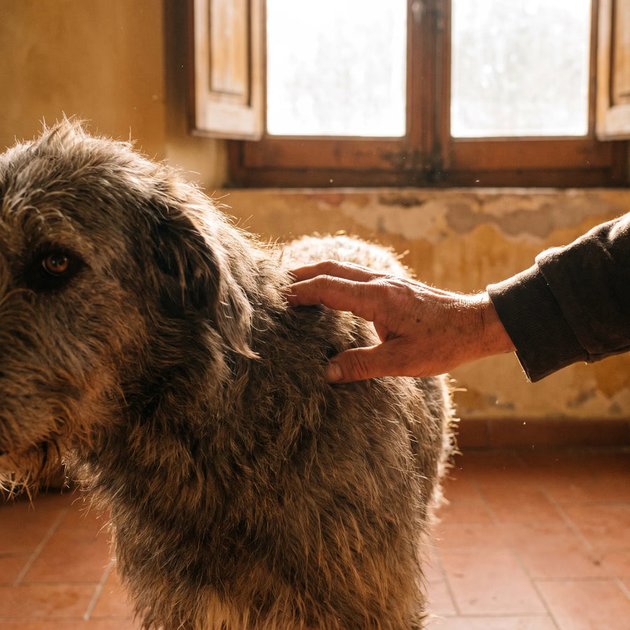 Mão passando pelo pelo opaco e áspero do cachorro contra a luz da janela