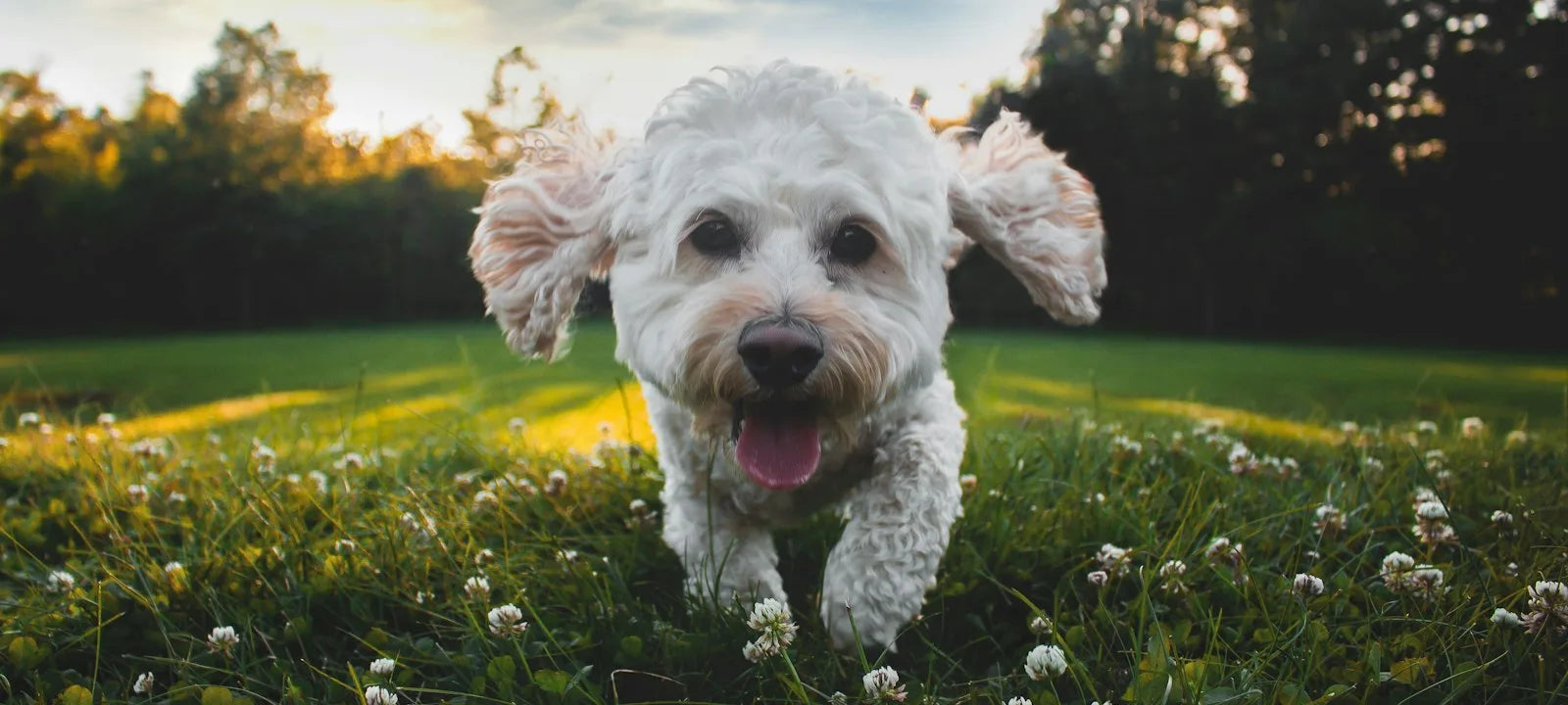 Cachorro branco correndo feliz por um gramado florido no fim de tarde
